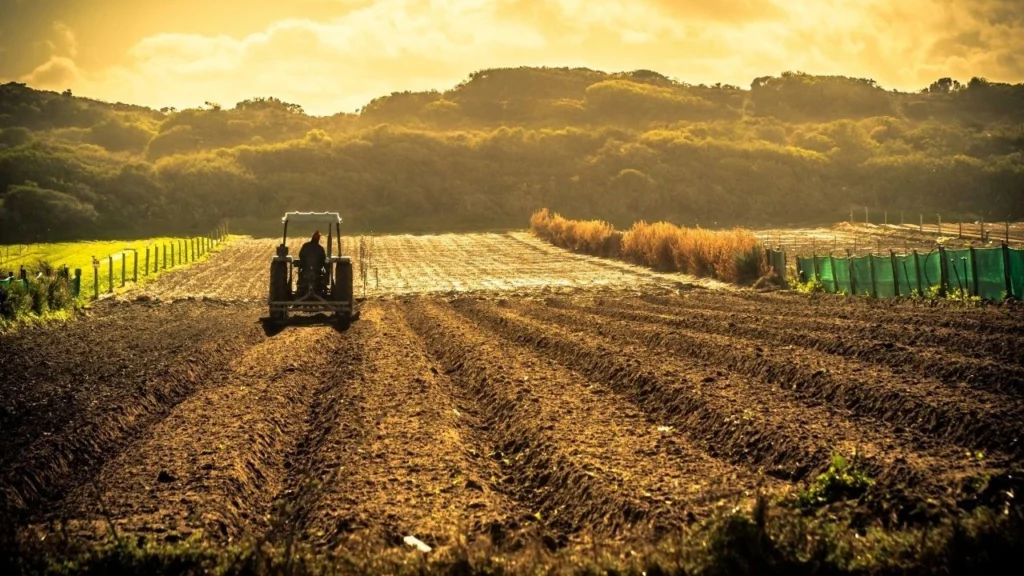 Bitkisel Üretimde Yeni Destekleme